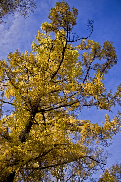 Autumnal park — Stock Photo, Image