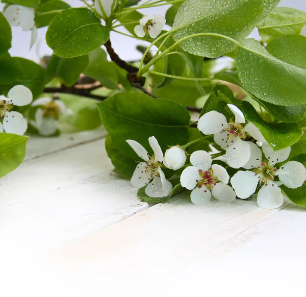 Pear flowers on a blue background — Stock Photo, Image