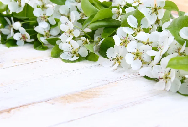 Bir beyaz çiçekler armut — Stok fotoğraf