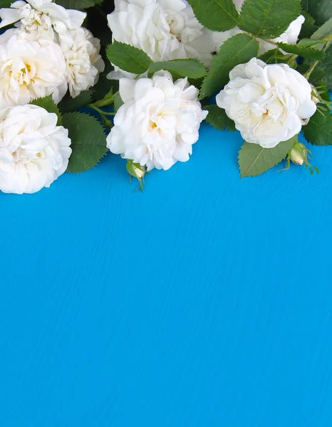 Άσπρα τριαντάφυλλα σε μπλε φόντο — Φωτογραφία Αρχείου