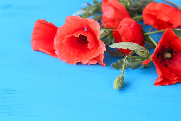 Rote Mohnblumen auf blauem Hintergrund — Stockfoto