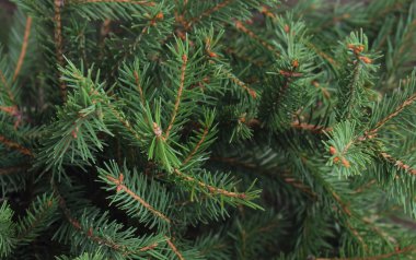 arka plan ağaç dalları ile