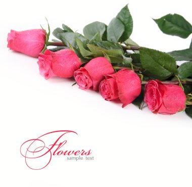 pembe Gül