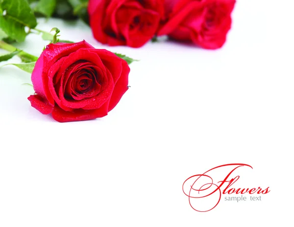 Rose rosse — Foto Stock