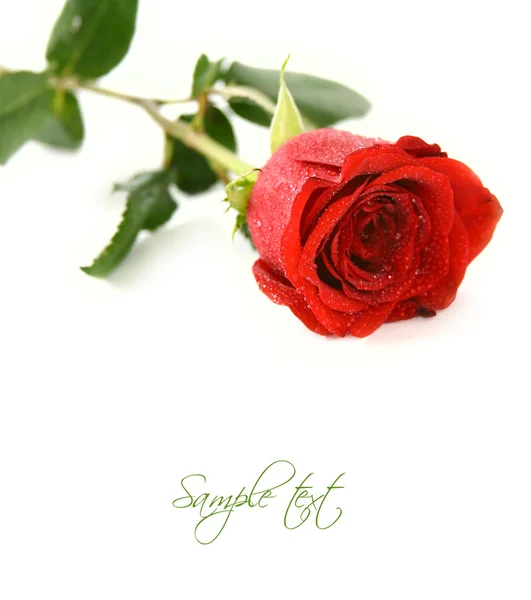 Rose rosse — Foto Stock