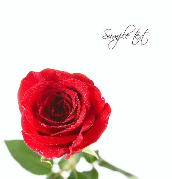 Red roses — Stock Photo, Image