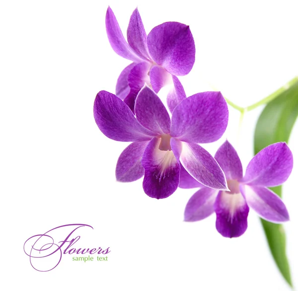 Orchidea viola — Foto Stock