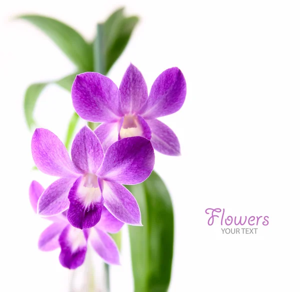 Fialová orchidej — Stock fotografie