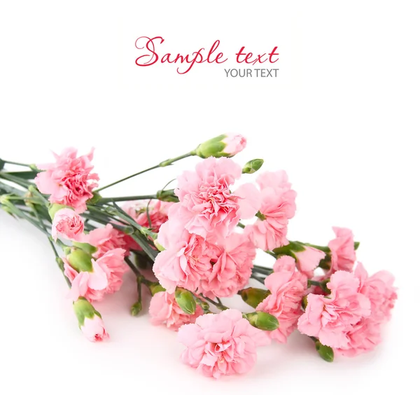 Anyelir pink — Stok Foto