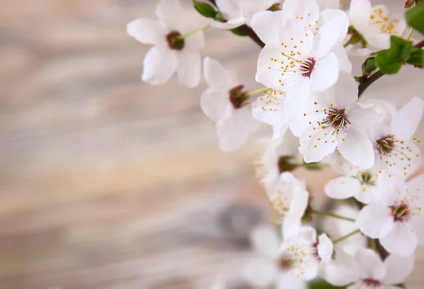 Bloemen cherry — Stockfoto