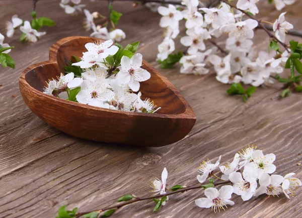 Beautiful flowers cherry — Stock Photo, Image