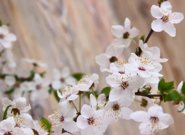 Bloemen cherry — Stockfoto