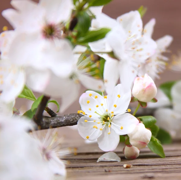 Bloemen cherry — Stockfoto