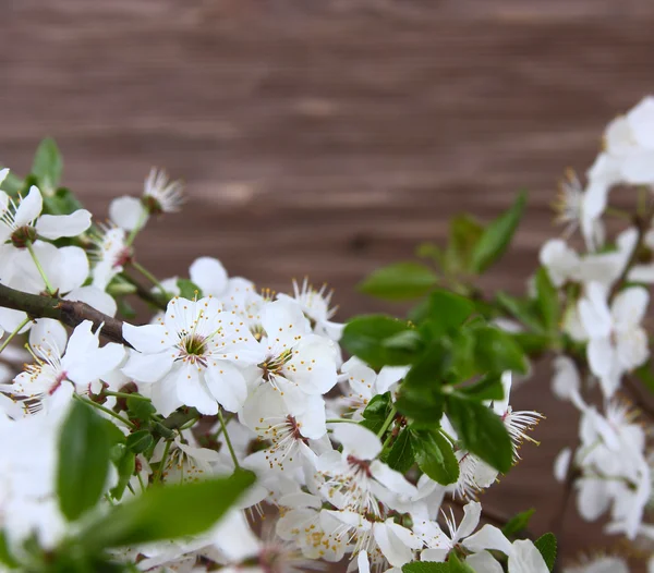 Flowers cherry — Stock Photo, Image