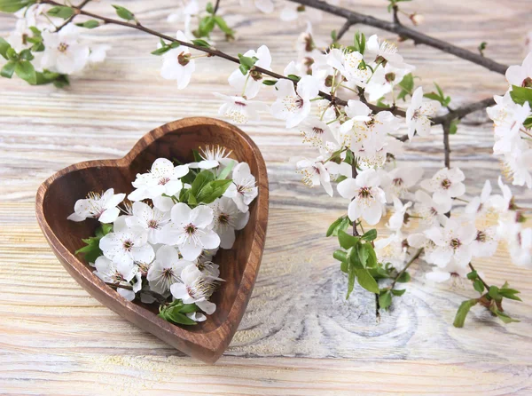 Vackra blommor cherry — Stockfoto