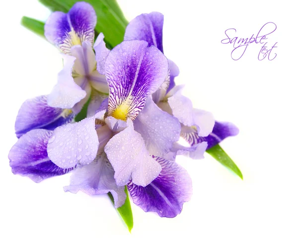 Flores de iris azul — Foto de Stock