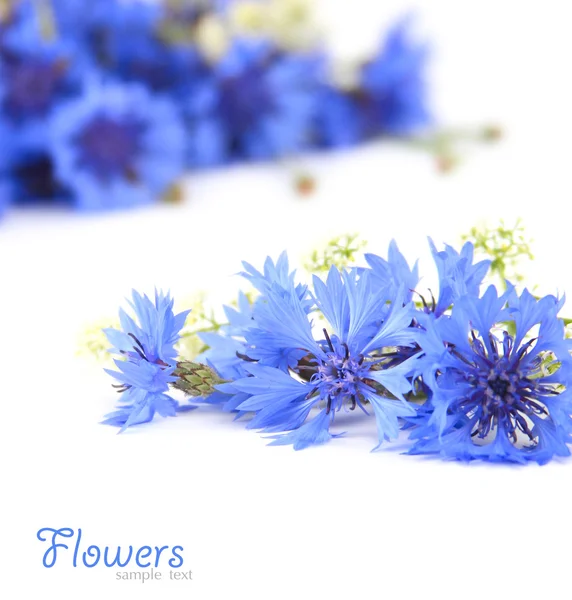 Mavi Peygamber kartı