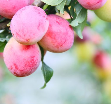 taze elma ağacı üzerinde