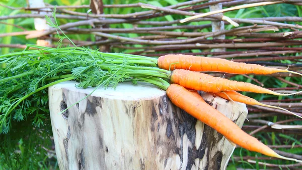 Fresh carrot on wooden log — Stock Photo, Image