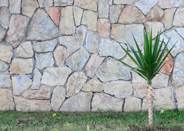Doğal arka. Tuğla duvarın üzerinden yeşil yeşillik