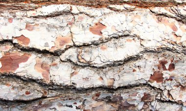 Çam ağacı kabuğu