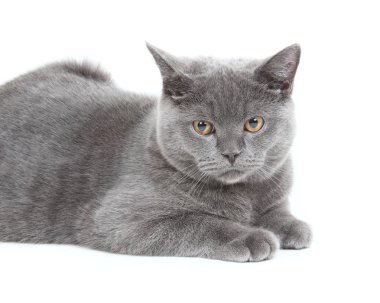 İngiliz kedi, yavru kedi beyaz arka plan