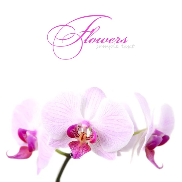 White-pink orchid flowers — Stock Photo, Image