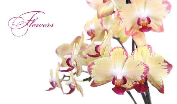 Ramo giallo dei fiori del orchid — Foto Stock