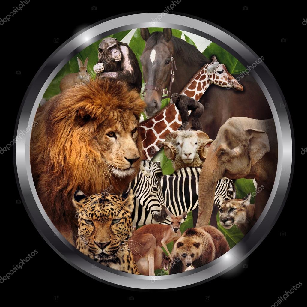 A group of animals, Zoo graphic design ⬇ Stock Photo, Image by © emeget