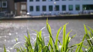 Amsterdam kanal çiçekler