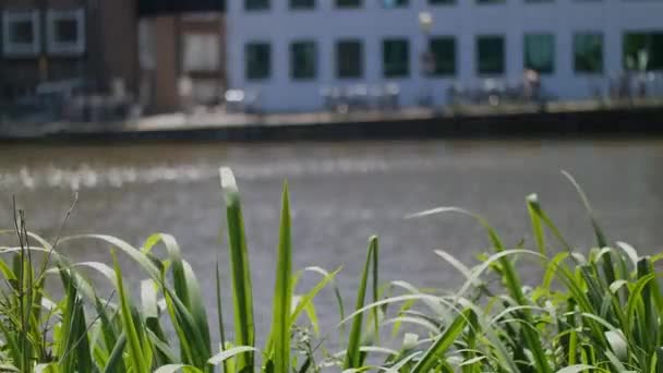 Amsterdam canal blommor — Stockvideo