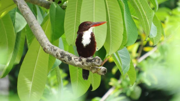 Kingfisher Árvore — Fotografia de Stock