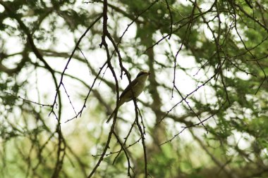 Ormanda oturan kuş.