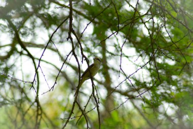 Ormanda oturan kuş.