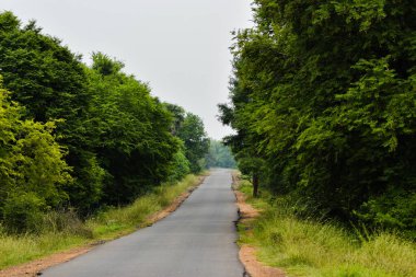 Ormandaki güzel ağaçlar