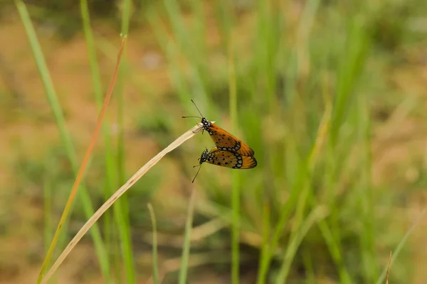 Yaprağın üzerinde kelebek
