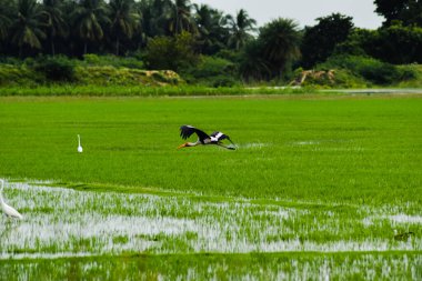 Eyer gagalı leylek gökyüzünde uçuyor