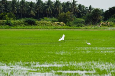Eyer gagalı leylek gökyüzünde uçuyor