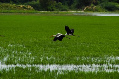 Eyer gagalı leylek gökyüzünde uçuyor