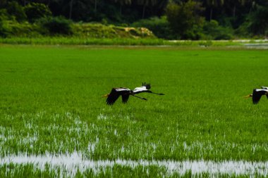 Eyer gagalı leylek gökyüzünde uçuyor