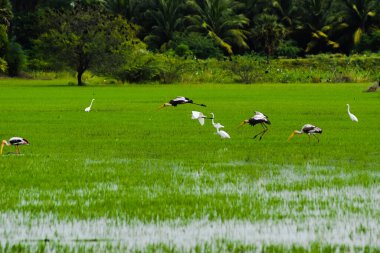 Eyer gagalı leylek gökyüzünde uçuyor
