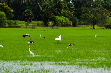 Eyer gagalı leylek gökyüzünde uçuyor