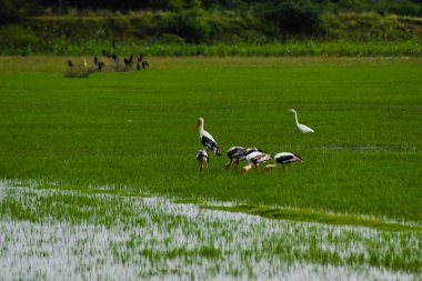 Eyer gagalı leylek gökyüzünde uçuyor