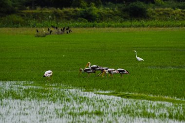 Eyer gagalı leylek gökyüzünde uçuyor