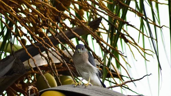 Falcão Sentado Coqueiro — Fotografia de Stock