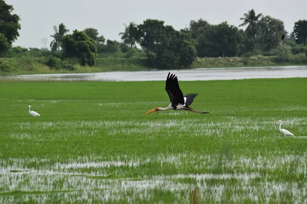 Sadel Fakturerad Stork Flyger Himlen — Stockfoto