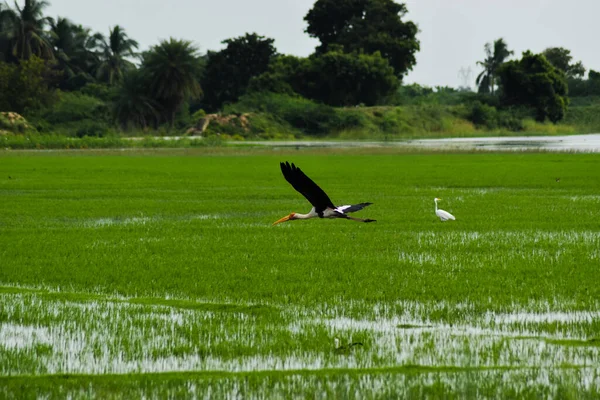 Sadel Fakturerad Stork Flyger Himlen — Stockfoto