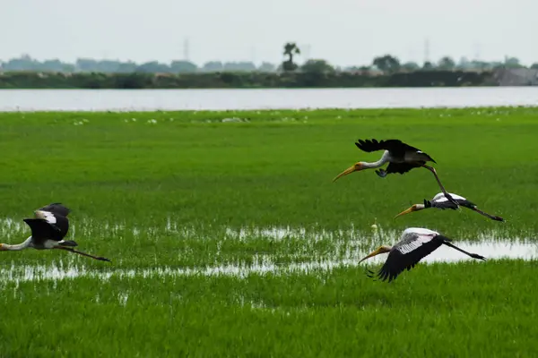 Sadel Fakturerad Stork Flyger Himlen — Stockfoto