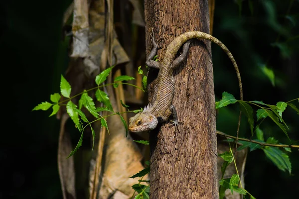 Tuinlizerd Hout — Stockfoto