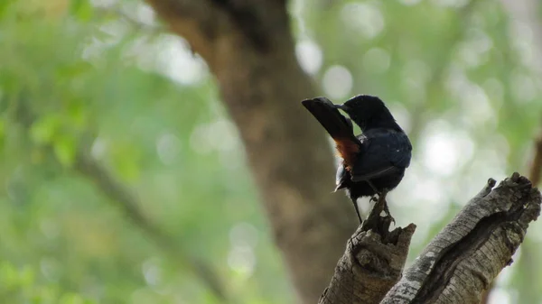 Oiseau Assis Sur Branche — Photo